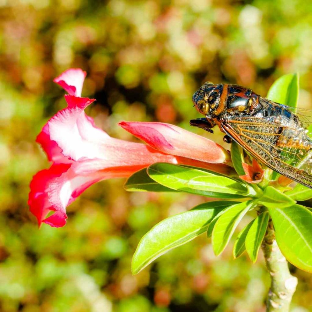 Una cicala su un fiore